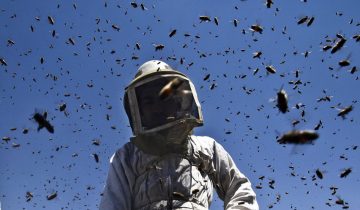 Insecticides: Hécatombe d'abeilles en 2017