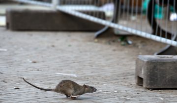 Les rats ont envahi la Ville Lumière