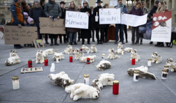 Loups tués par dizaines aux Grisons et en Valais